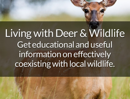 Living with Deer & Wildlife
