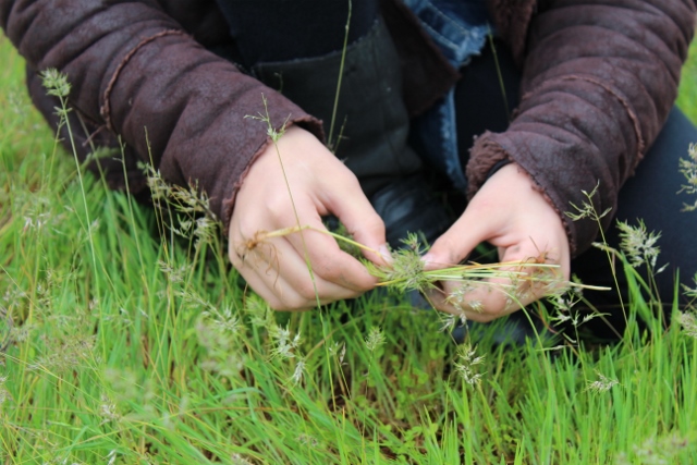 Hands with Grass