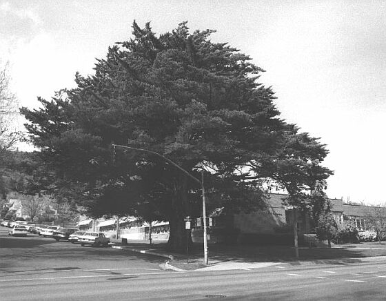 Monterey Cypress 2001