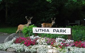 Deer in Lithia Park 