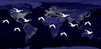 Migratory Bird Day 