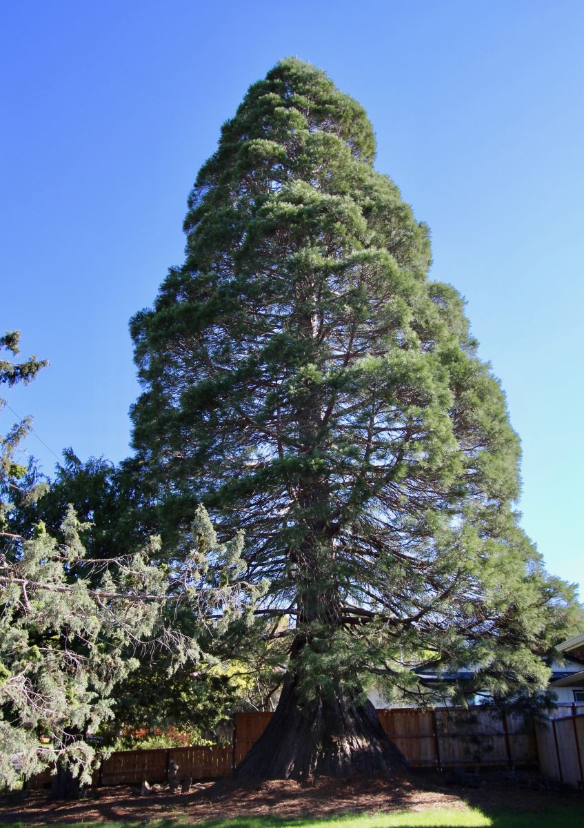 2018 Tree of the Year