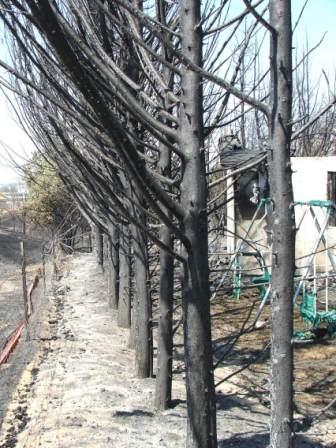 Burned row of Leyland cypress