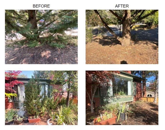 Wildfire Mitigation before and after pictures