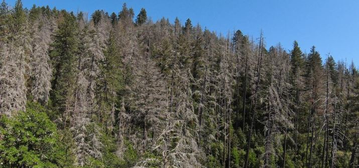 Dying trees in Ashland's Watershed 