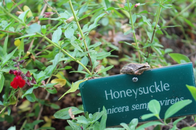 Honeysuckle