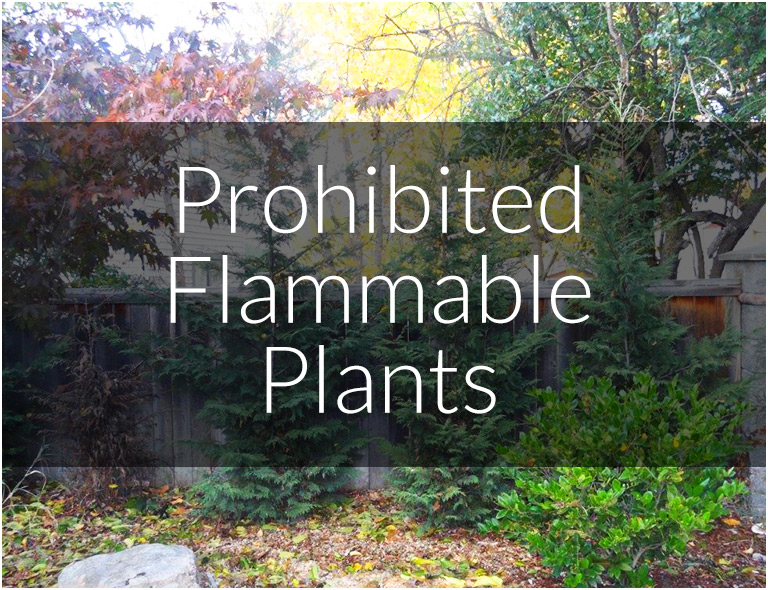 Prohibited Flammable Plants