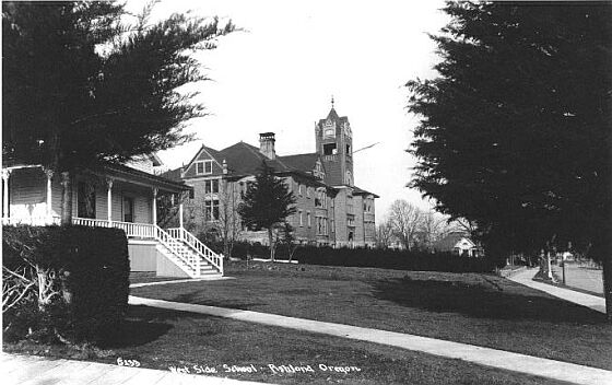 Monterey Cypress 1915