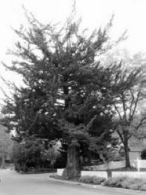 Monterey Cypress 2004