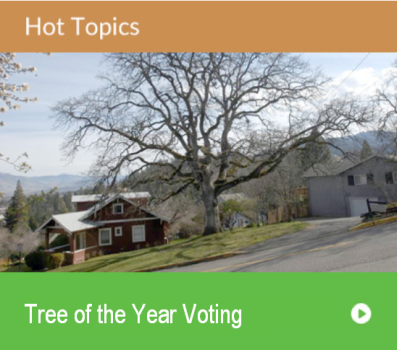 Hot Topic - Tree of the Year Voting