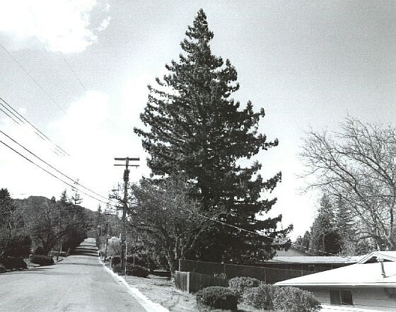 Coast Redwood 2001