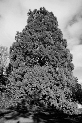 Giant Sequoia 2005